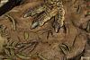 Click image for larger version. 

Name:	1Spinosaurus7.jpg 
Views:	169 
Size:	195.4 KB 
ID:	181902