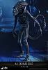 Click image for larger version. 

Name:	Hot Toys - Aliens - Alien Warrior Collectible Figure_PR2.jpg 
Views:	2422 
Size:	114.7 KB 
ID:	310150