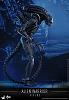 Click image for larger version. 

Name:	Hot Toys - Aliens - Alien Warrior Collectible Figure_PR3.jpg 
Views:	2442 
Size:	128.2 KB 
ID:	310151