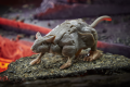 F0664xxxx_DIO_TRA_KINGDOM_ RATTRAP_1_Medium_72DPI