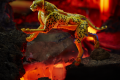 F0669xxxx_DIO_TRA_KINGDOM_CHEETOR_2_Medium_72DPI