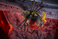 F0670xxxx_DIO_TRA_KINGDOM_BLACK ARACHNIA_2_Medium_72DPI