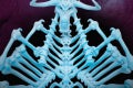 SnakeMountain-IGPhotos9-BoneThrone_1024x1024